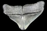 Serrated, Poserior Megalodon Tooth - Georgia #111630-1